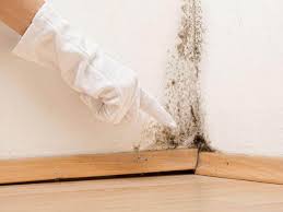 Why You Should Choose Our Mold Remediation Services in Hermitage, PA